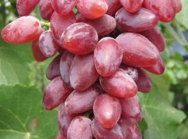 Дубовський розовий